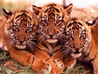 00tigre&tigresse00